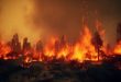 Menjaga Hutan Kalimantan dalam Perspektif Islam